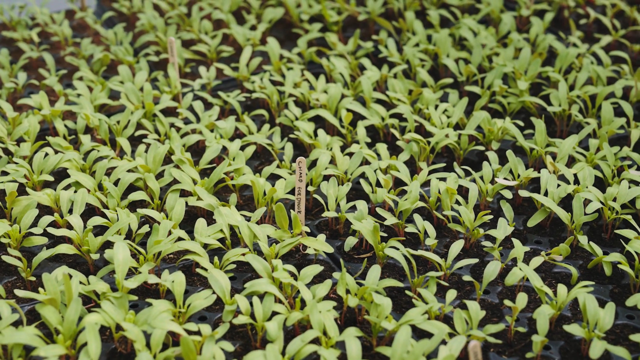 Seeds - Part 4: Hardening off your seedlings