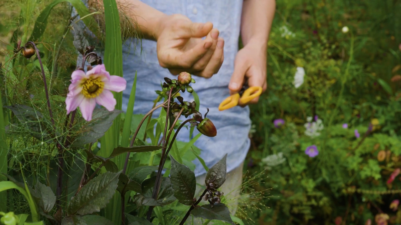 Planting a summer pot - part 2