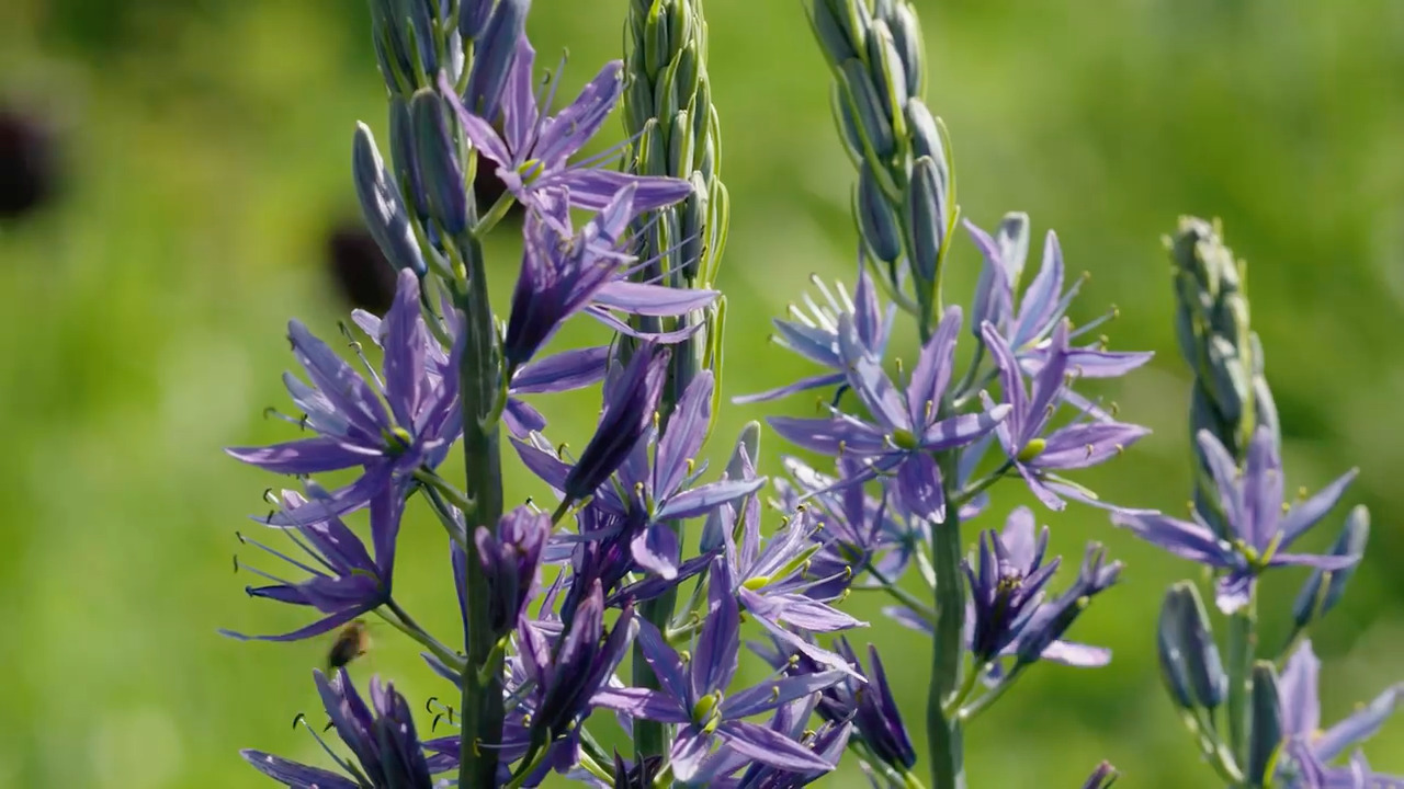 A Year of Cut Flowers Lowmaintenance flowers for grassland Create