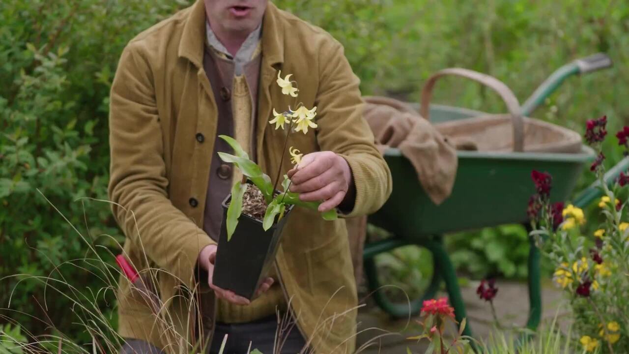 Planting perennials into gaps in the bed