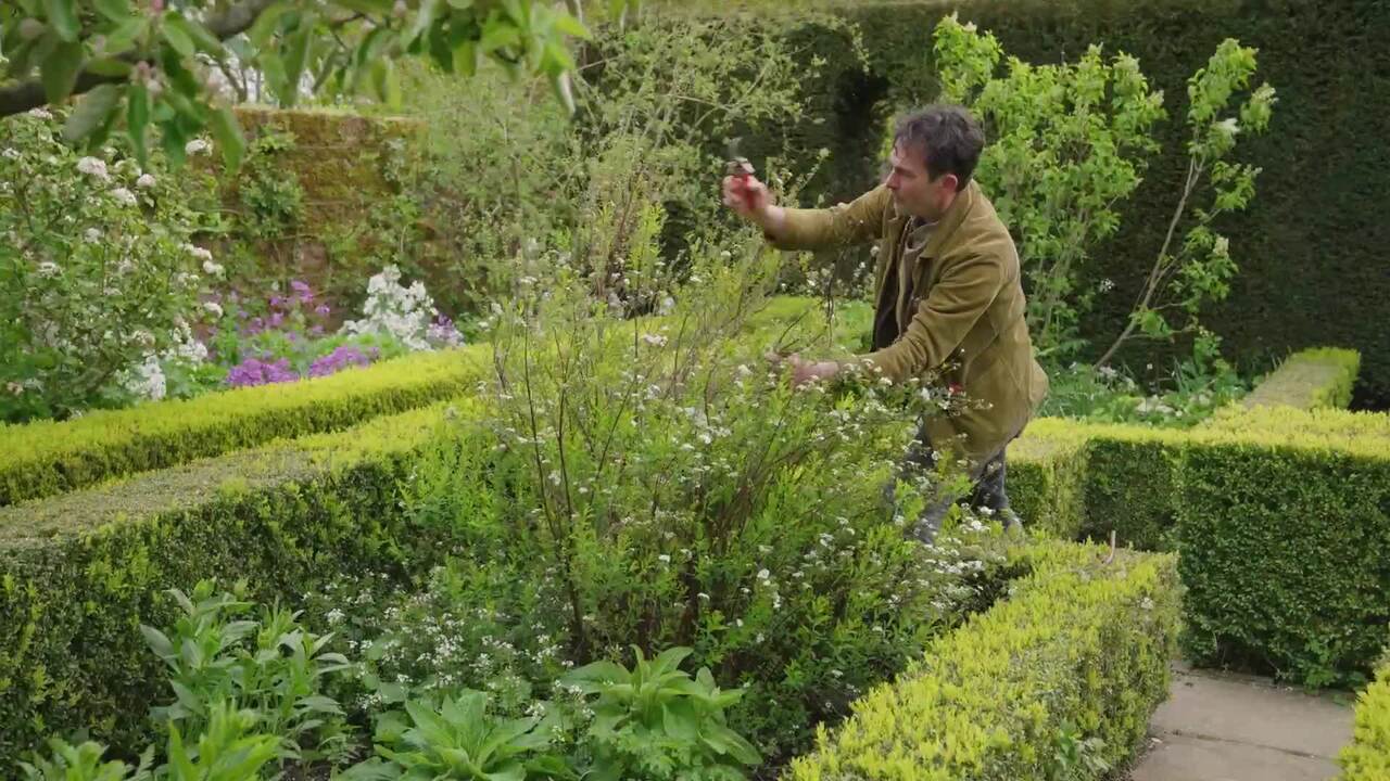How to prune spring flowering shrubs