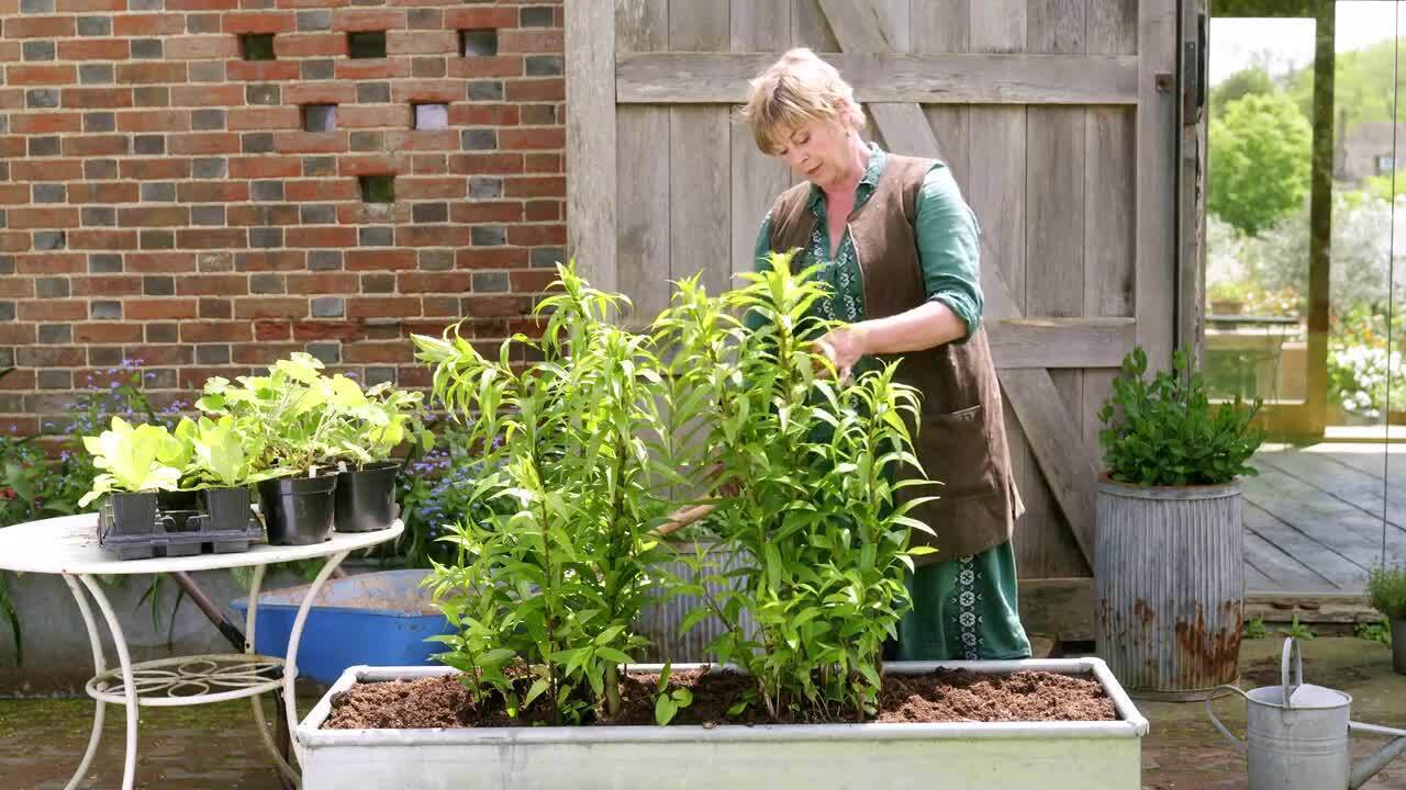 Planting a summer pot for a shady garden