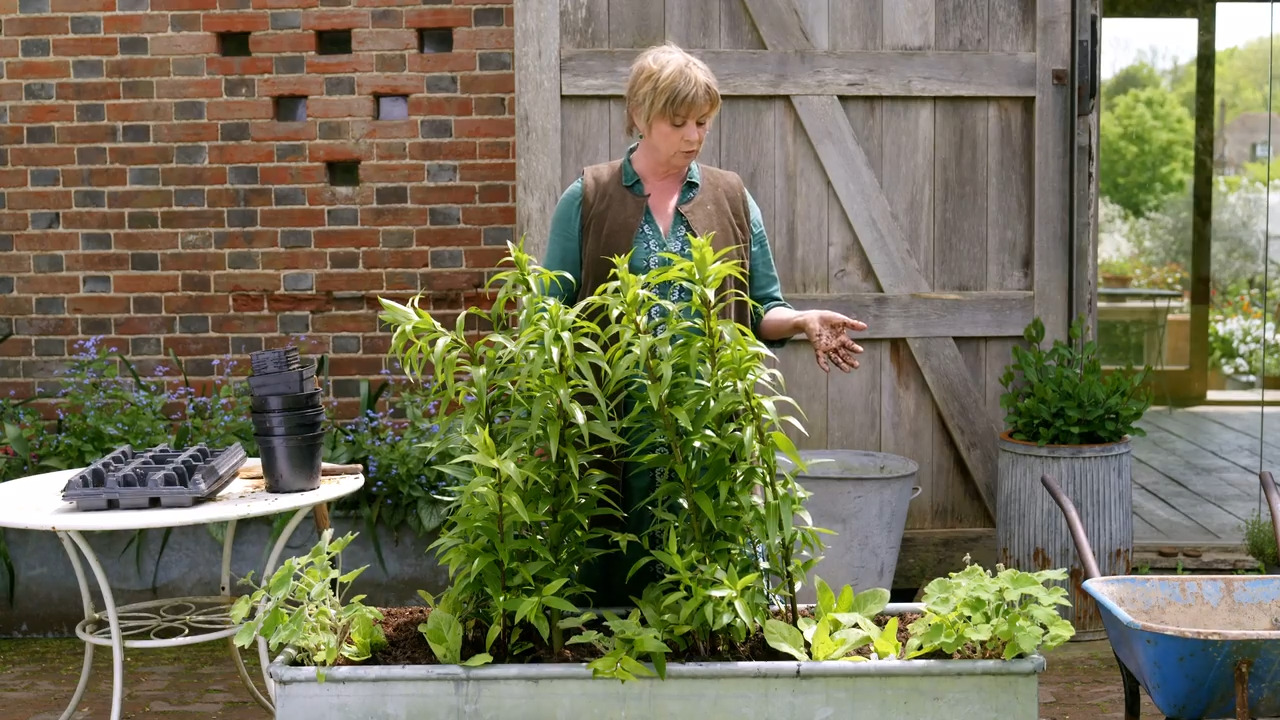 Planting a summer pot for a shady garden