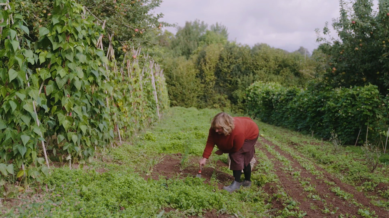 Growing vegetables: Harvesting your onions 