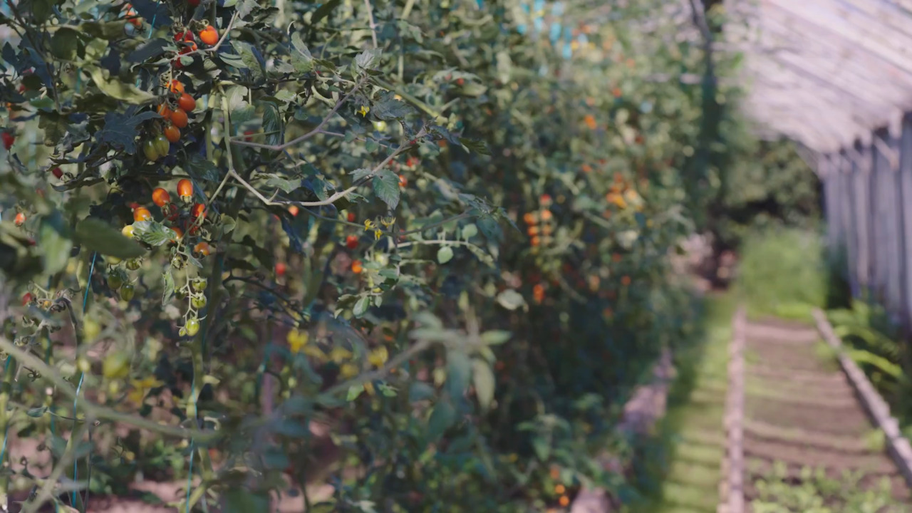 Tomatoes - Part 1: Growing tomatoes 