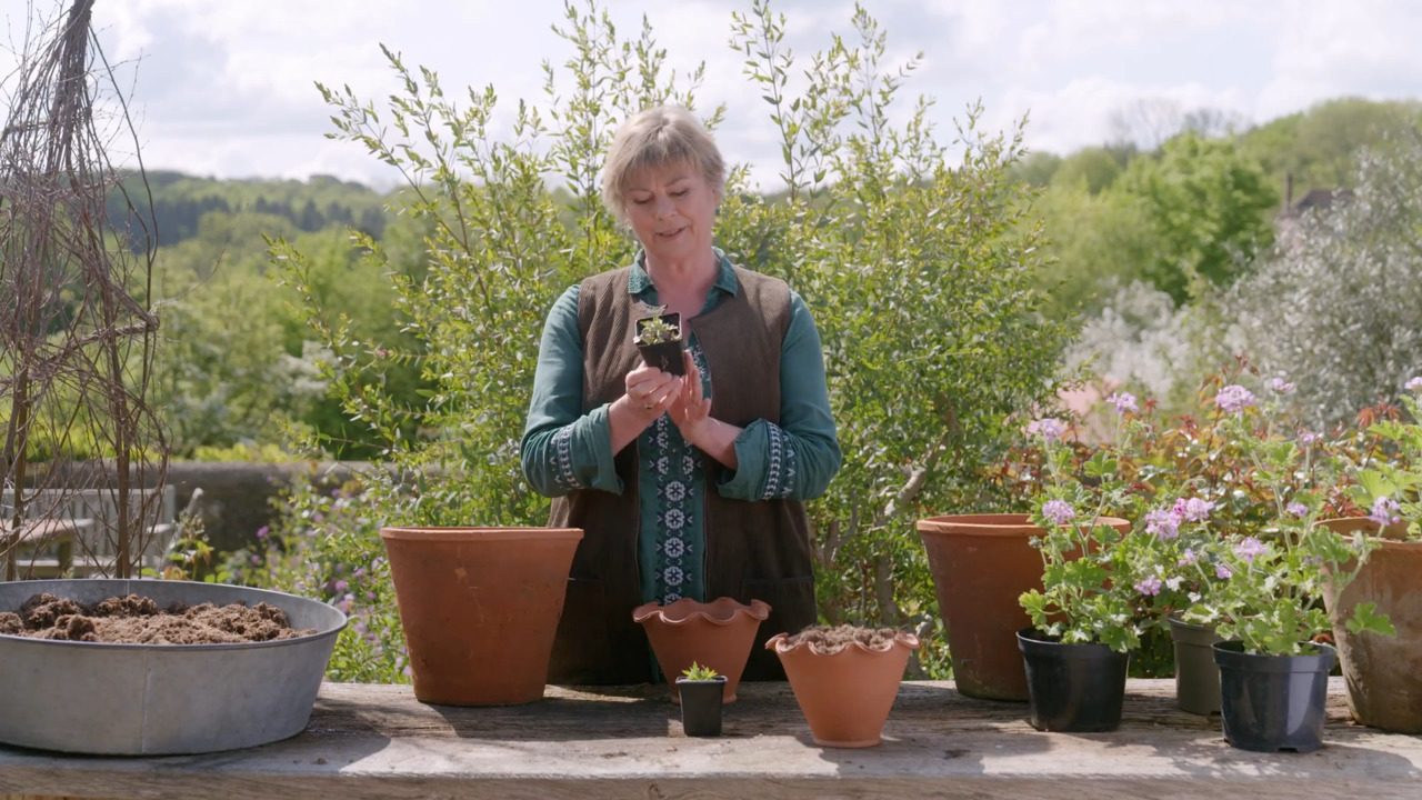 Planting drought resistant pots for table centres