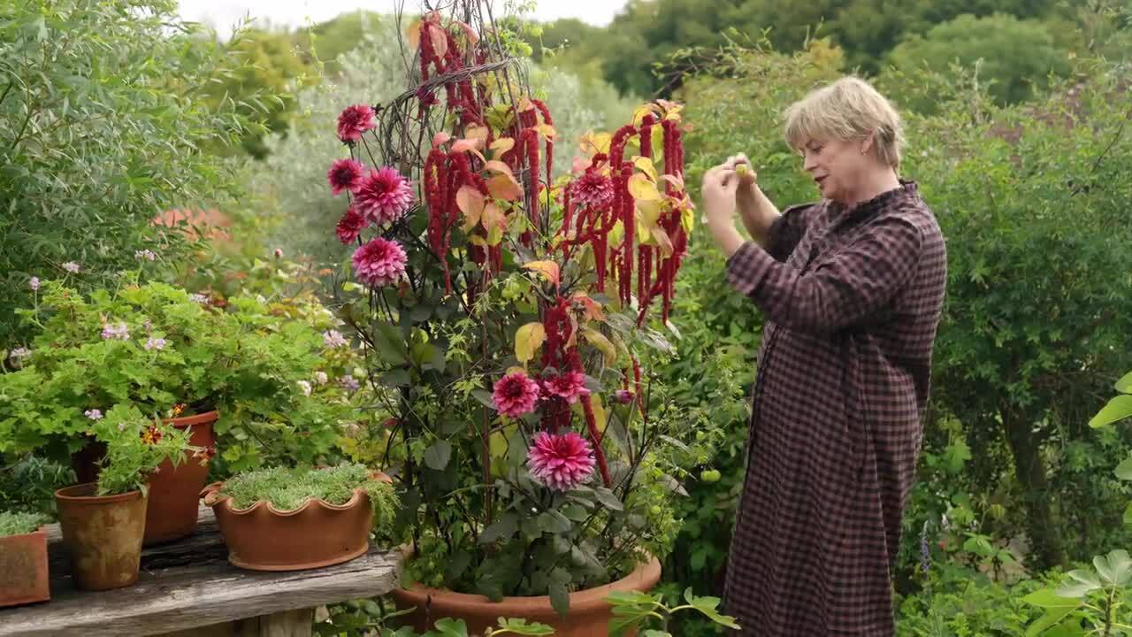 A whopper pot recipe with dahlias, amaranth, and cardiospermum