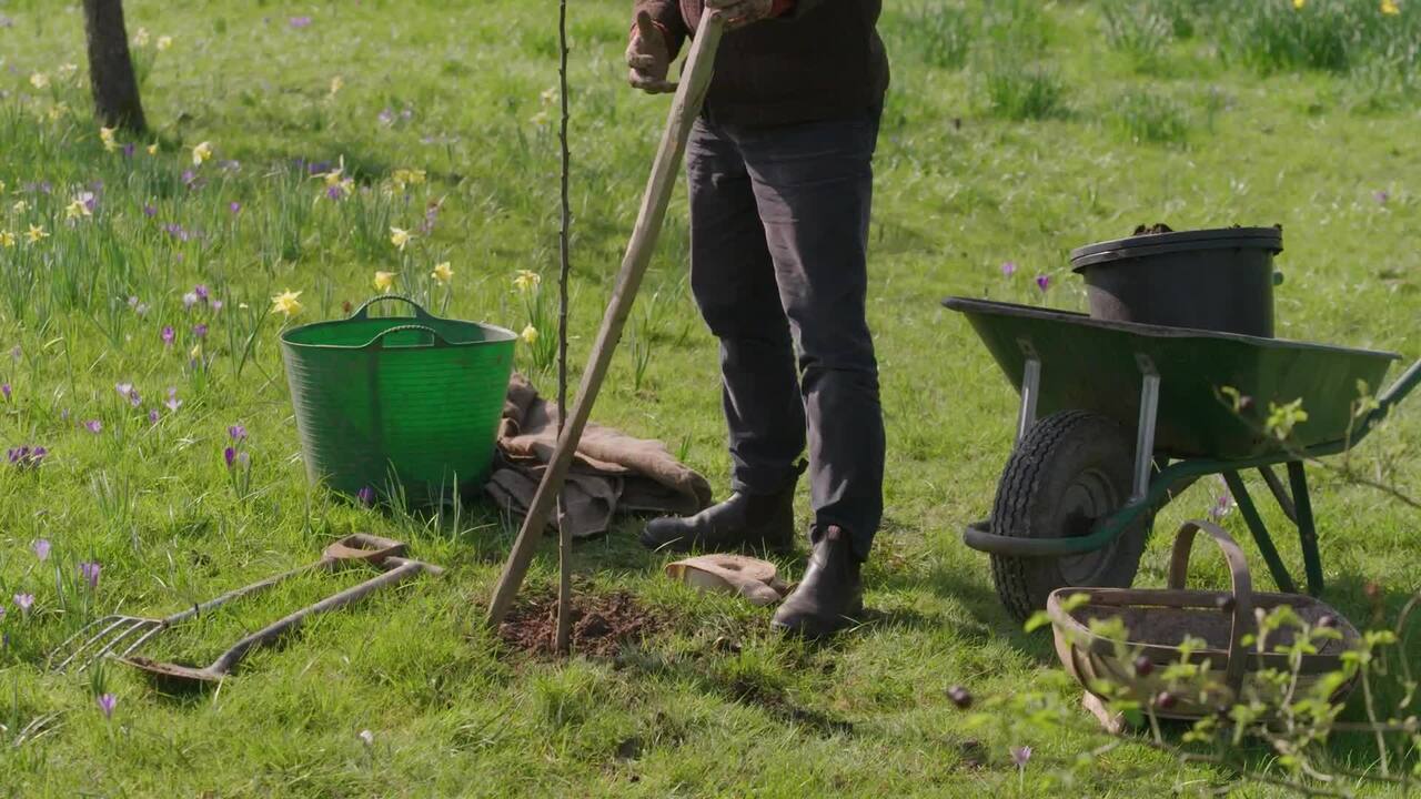 Planting a pear tree in the Orchard