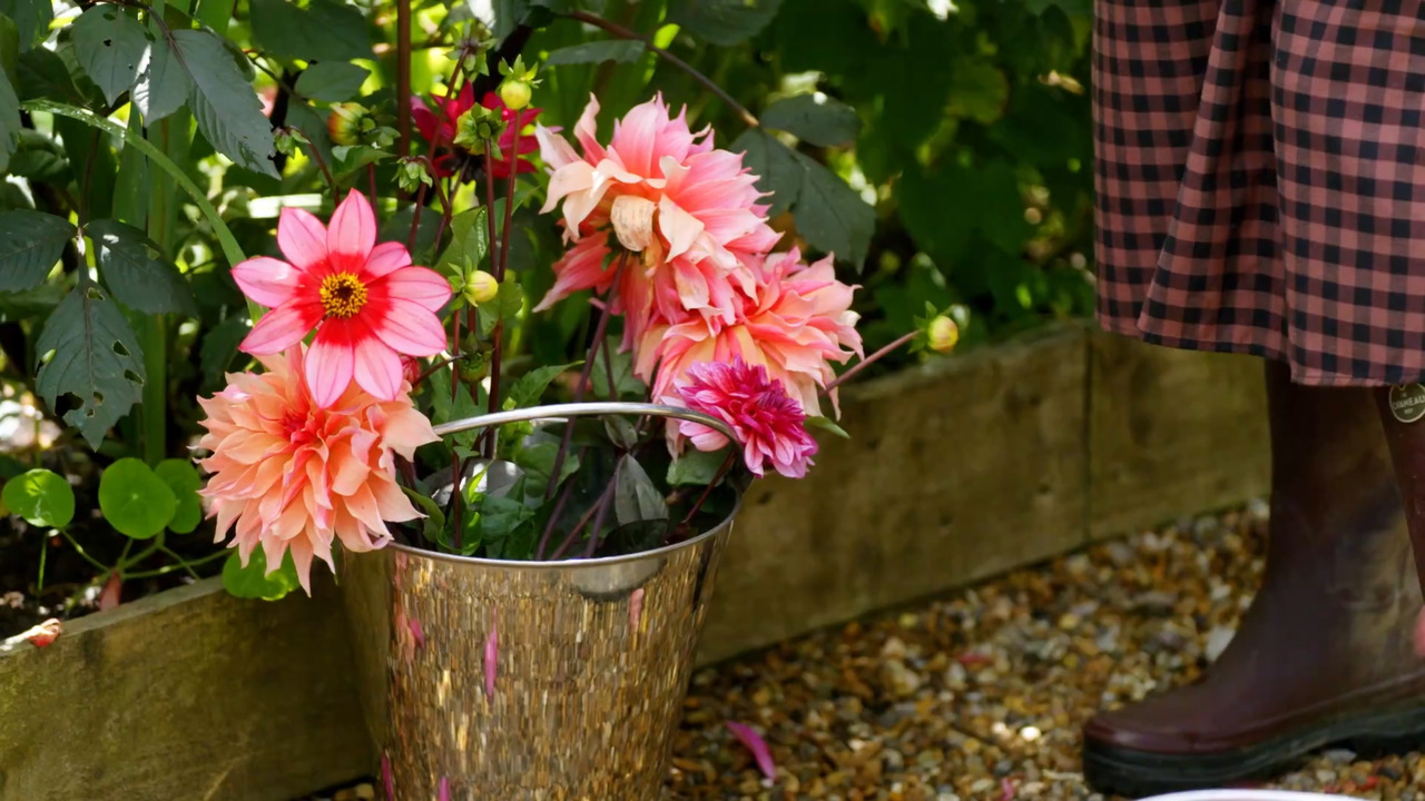 Picking and supporting dahlias