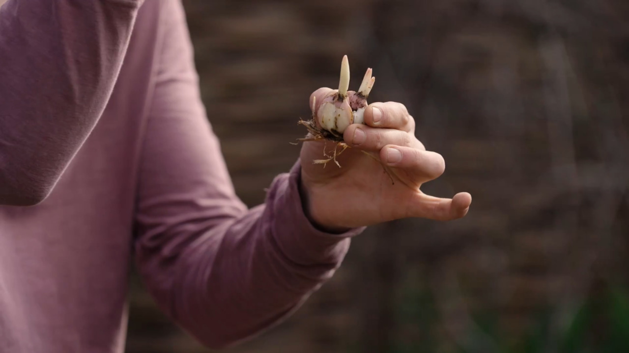 Planting summer bulbs: Lilies