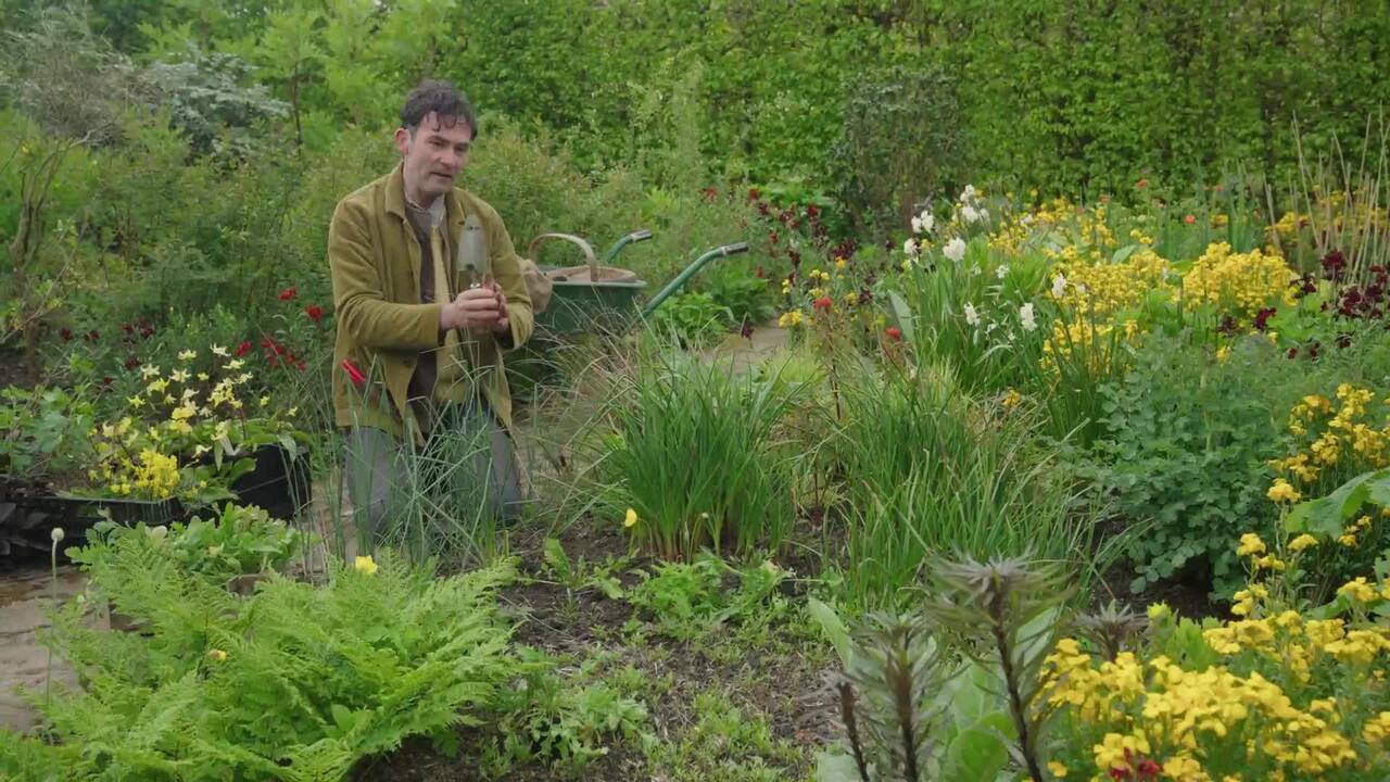 Adding annual poppies to the bed