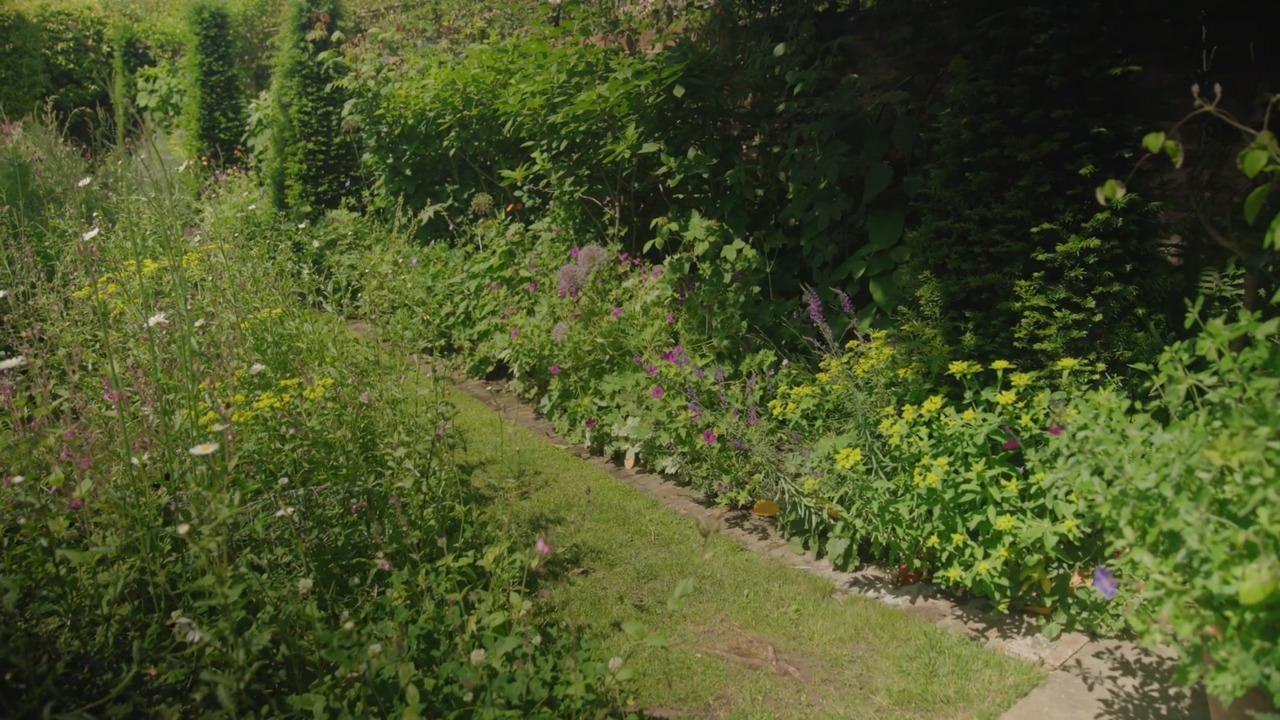 A wild city garden - part 2