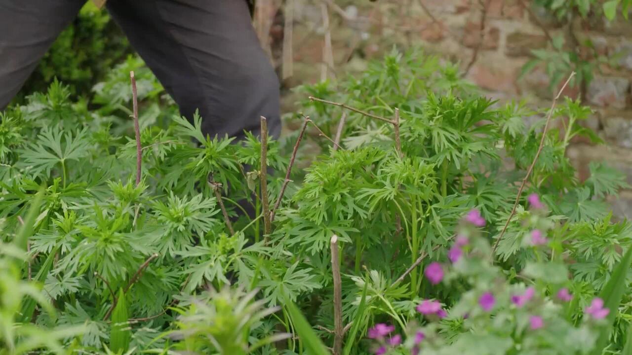 Staking aconites in spring