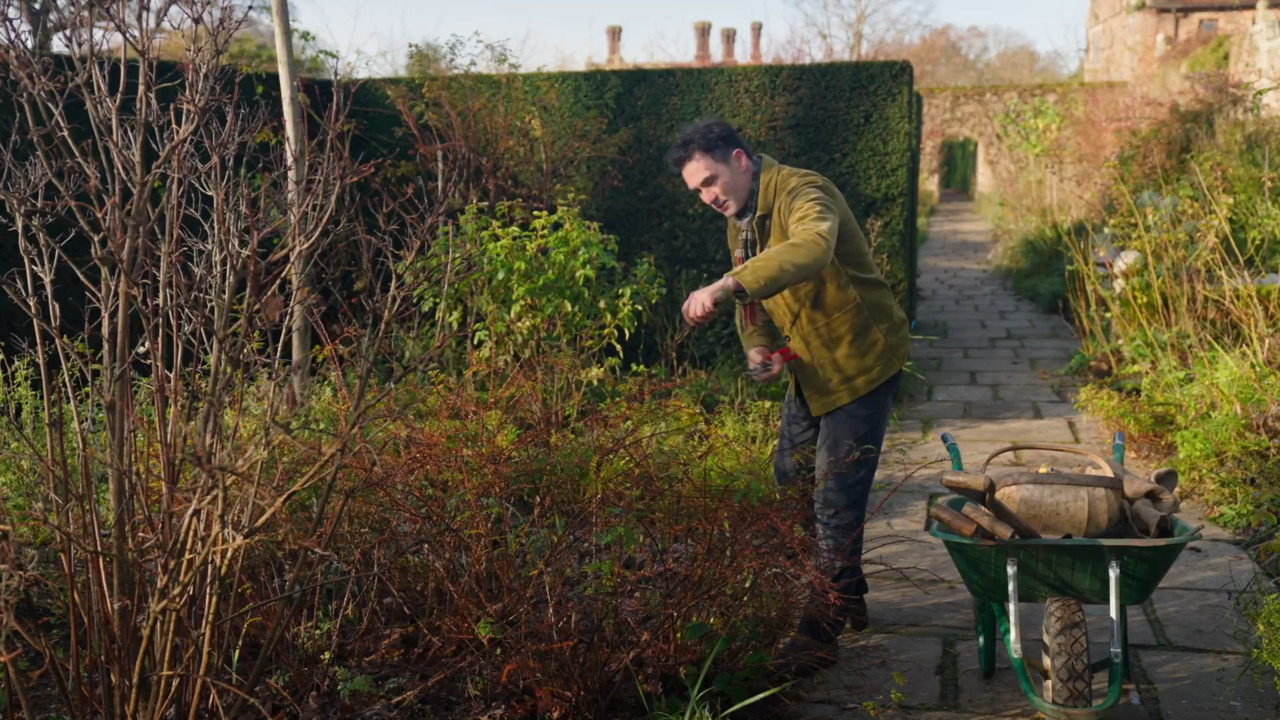 Pruning a shrub rose - part 2: Propagation, pests & diseases