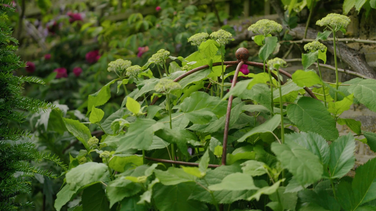 Planting design - shrubs & mid-level interest