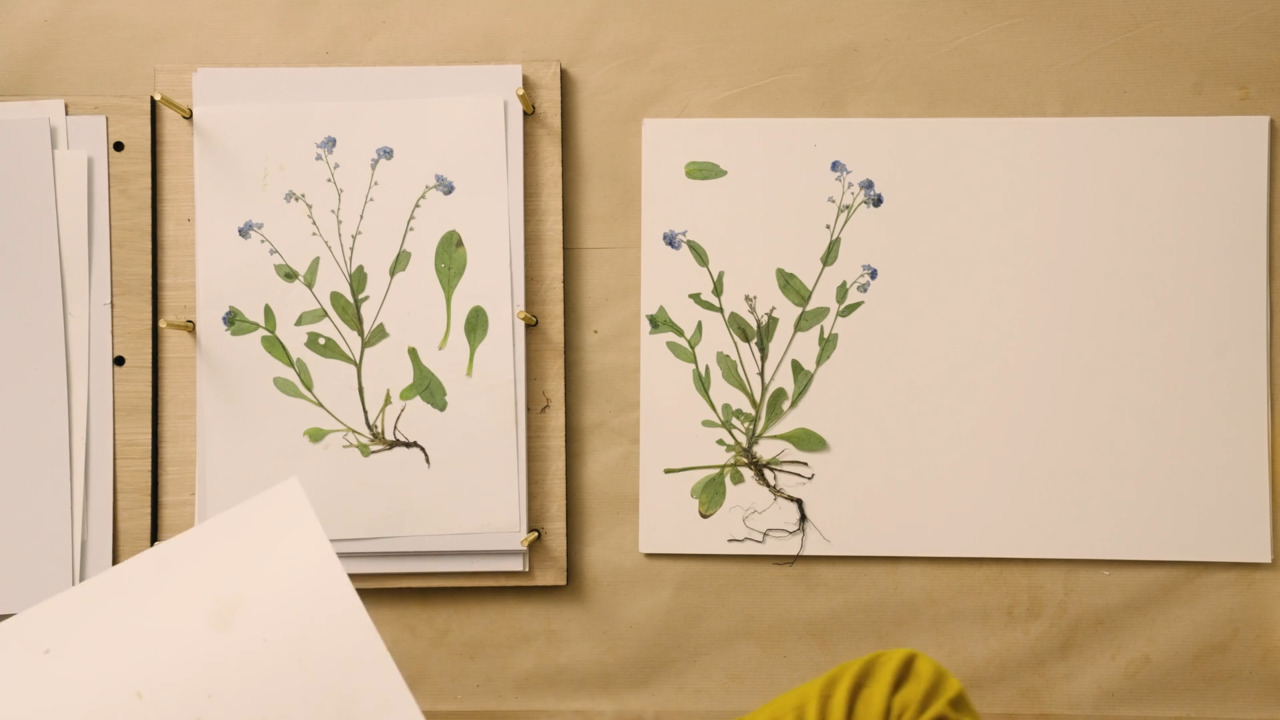 Core skills - Part 4: Removing flowers from the press