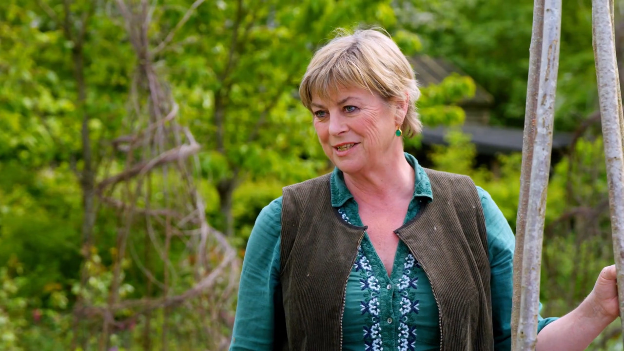 Planting out Cobaea scandens 