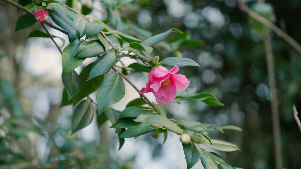 Bringing winter flowers inside - Part 4: A few other favourites