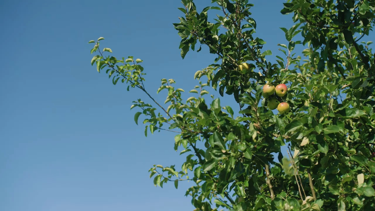 Succession and structure