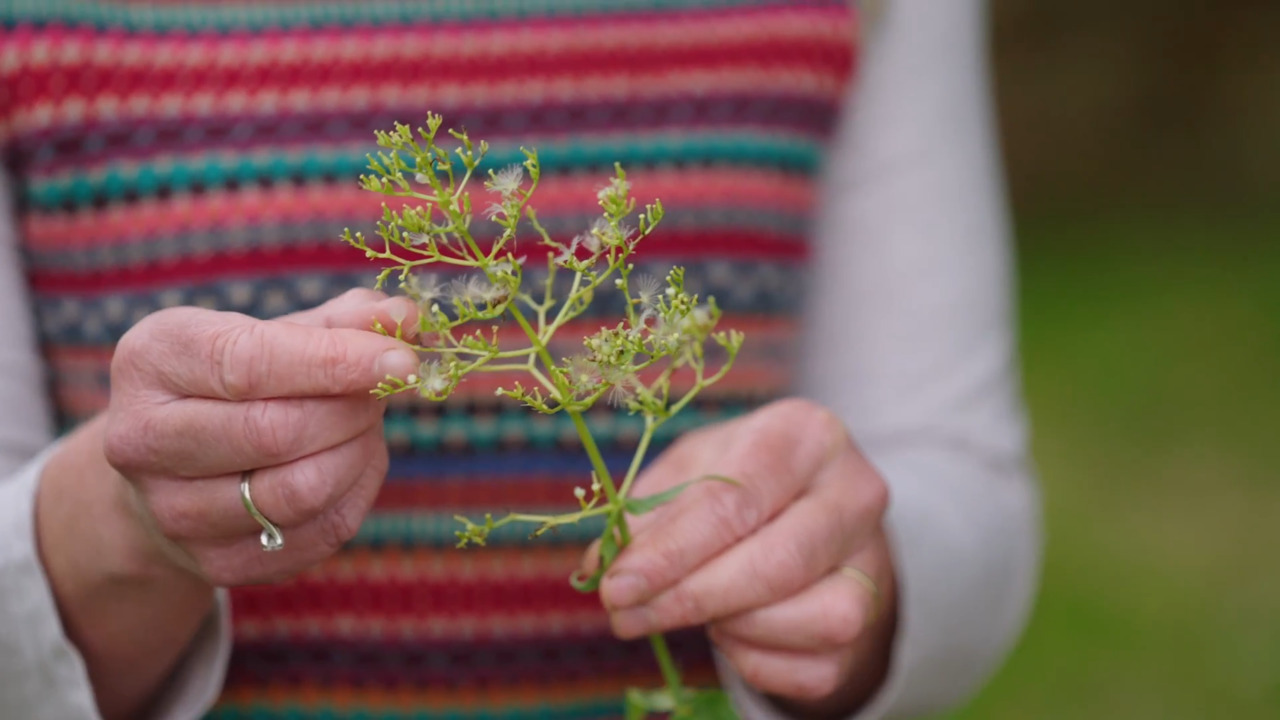 Collecting seeds: what to look for before harvesting