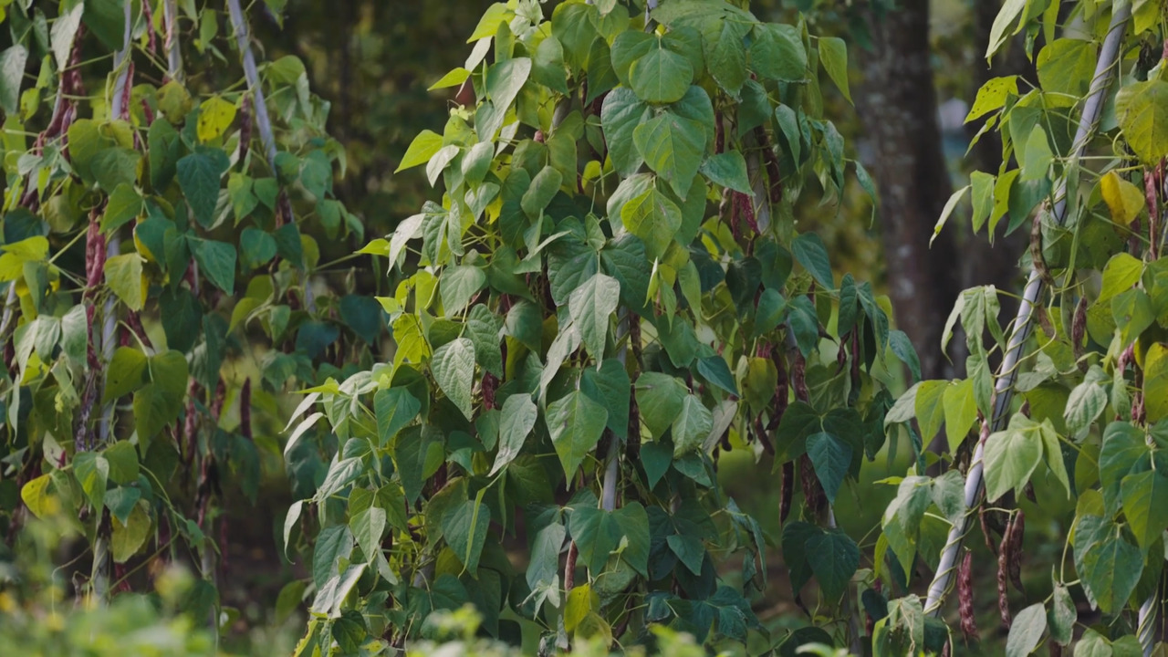 Growing vegetables: Beans