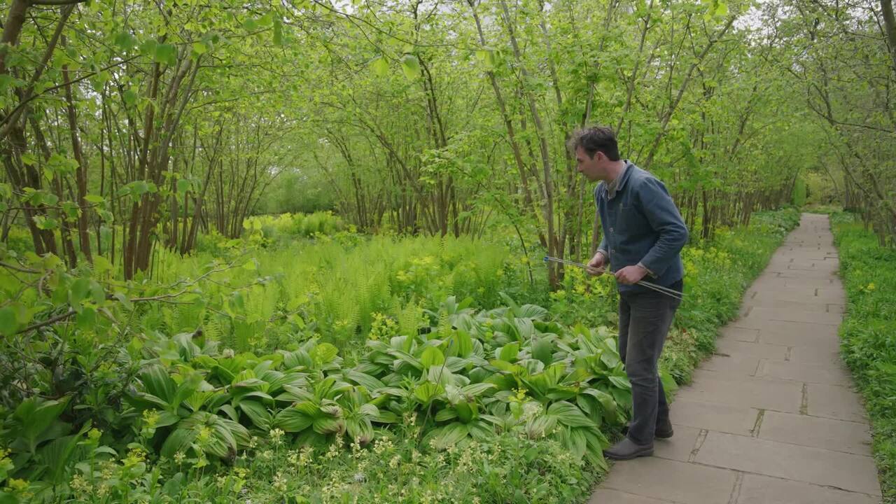 The Nuttery in spring