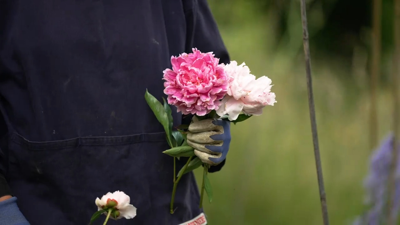 Picking peonies