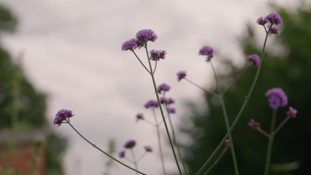 Sowing perennials - Echinacea