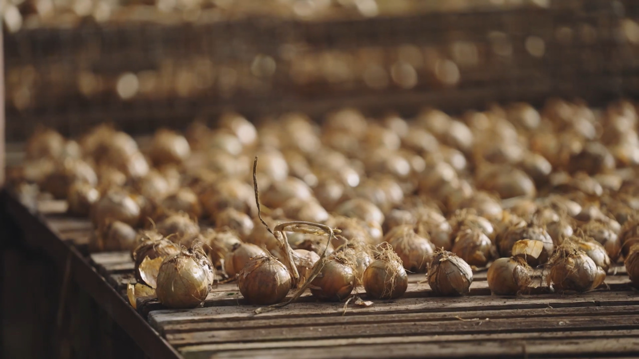 Growing vegetables: Drying your onions 