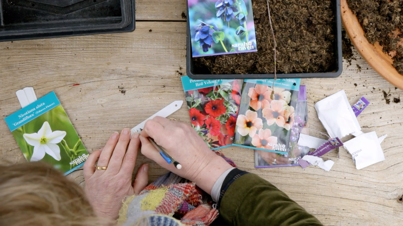 Sowing seeds for pots