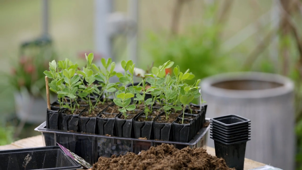Sowing seeds for pots