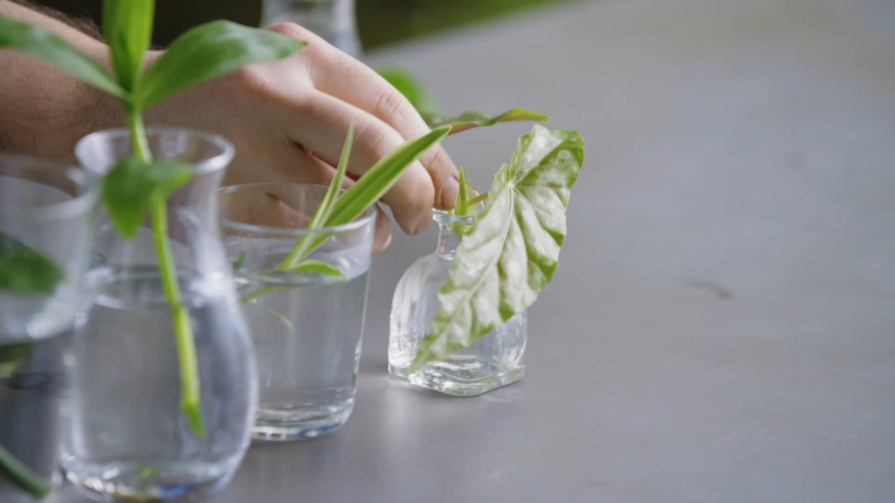 Growing plants in water