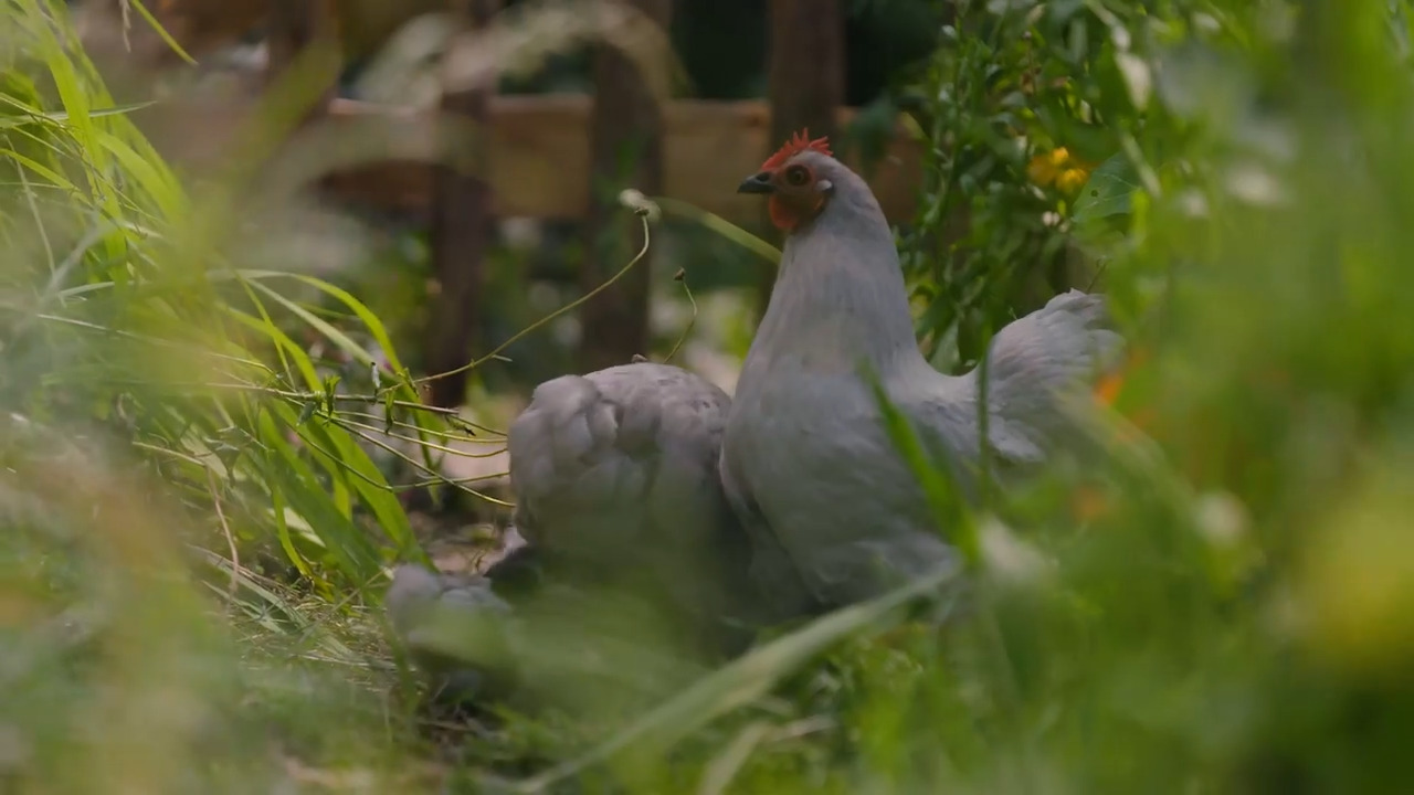 Pest and disease management