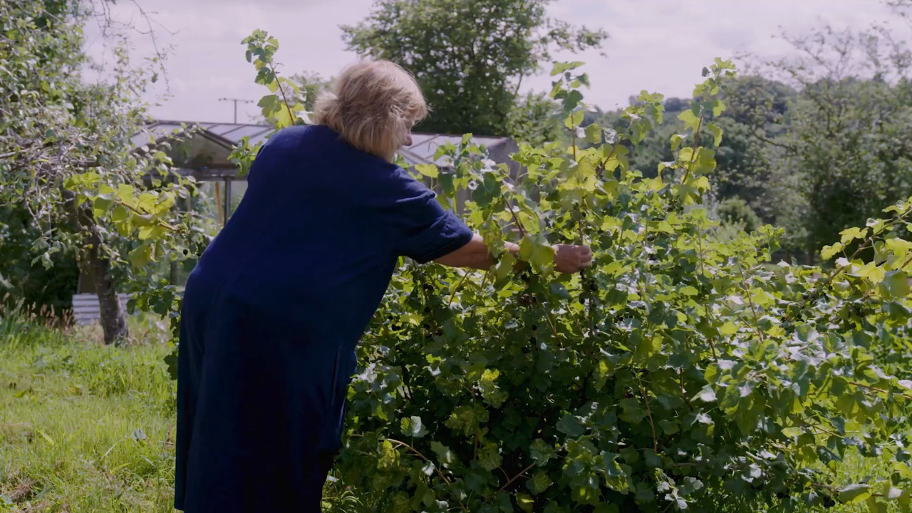 Growing soft fruit - Part 1: Jostaberries 