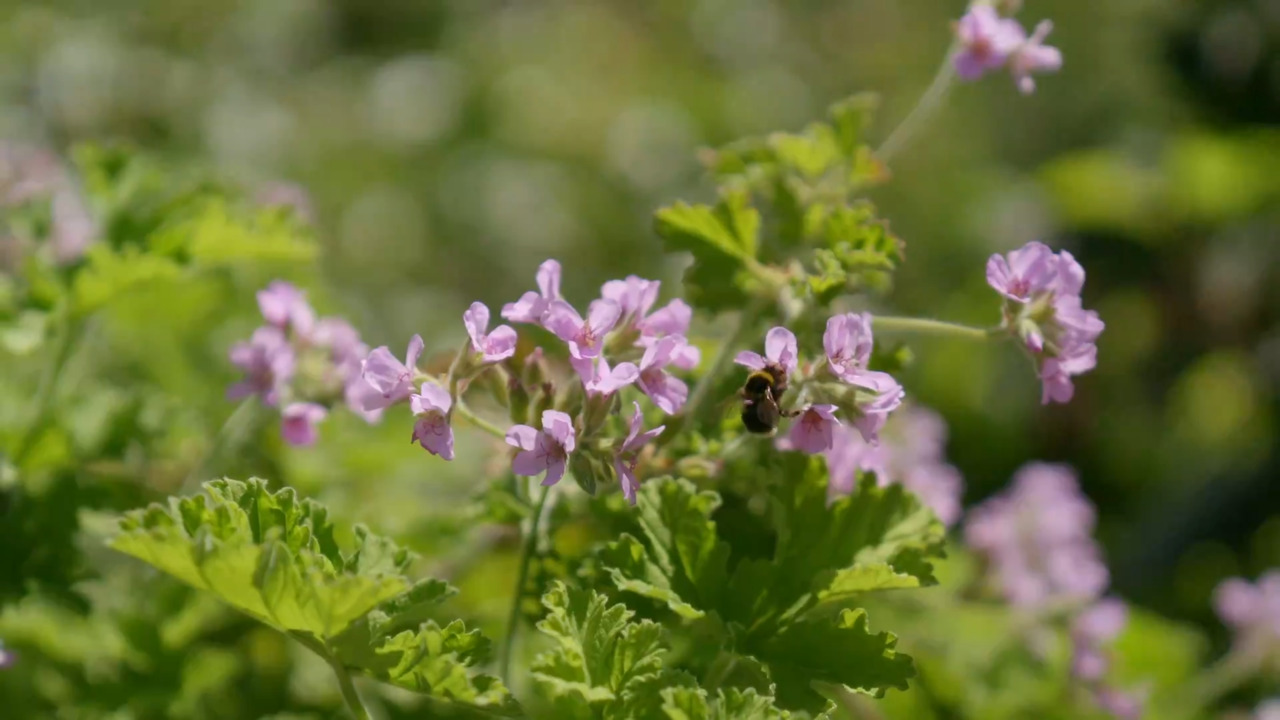 The drought tolerant table centres in July
