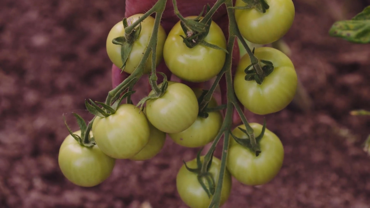 Tomatoes - Part 2: Jane’s favourite varieties 