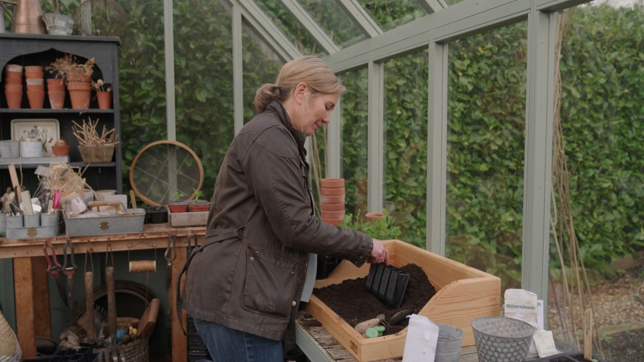 Sowing hardy annuals - sweet peas