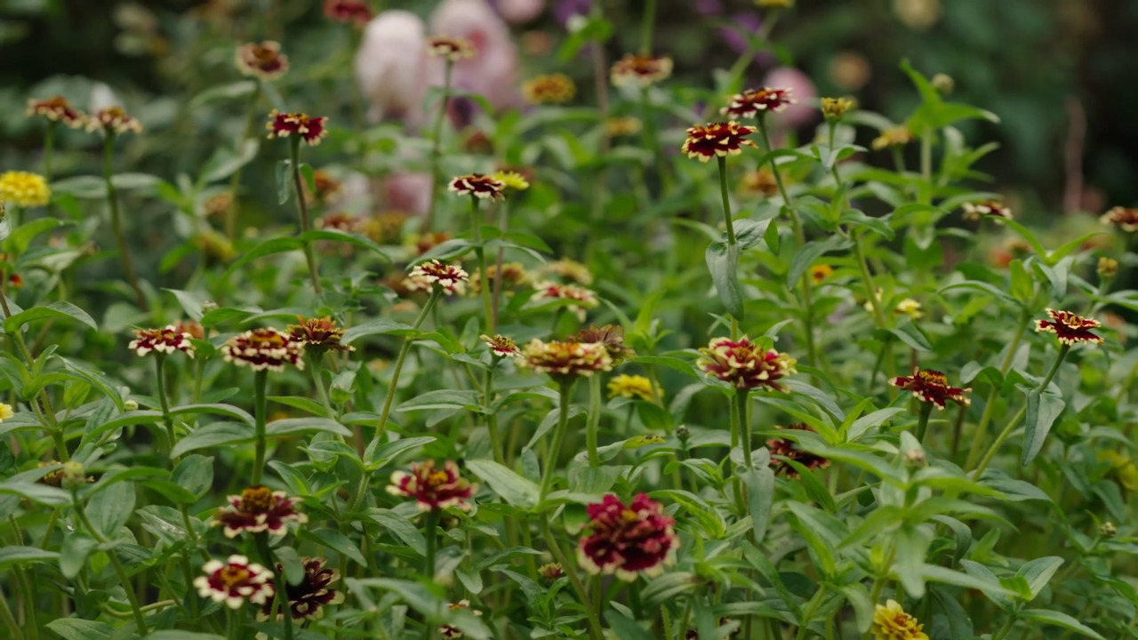 Zinnias