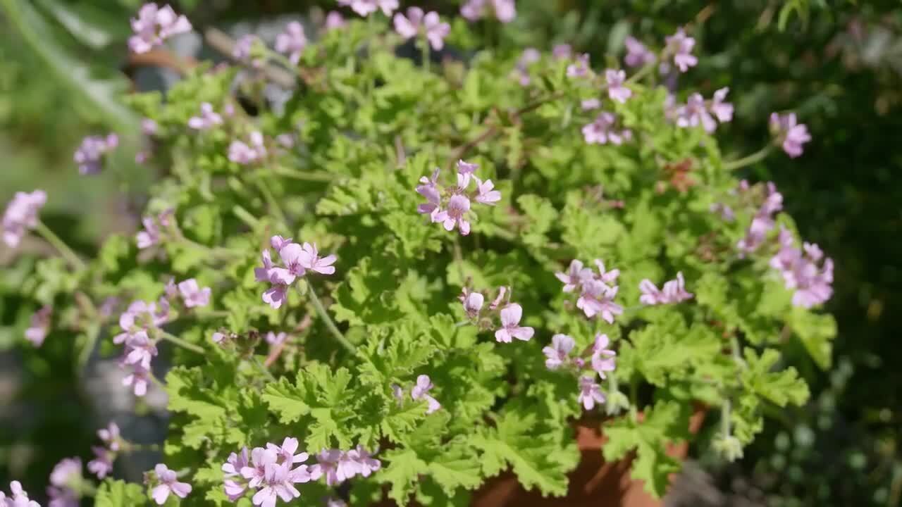 An introduction to magnificent pots