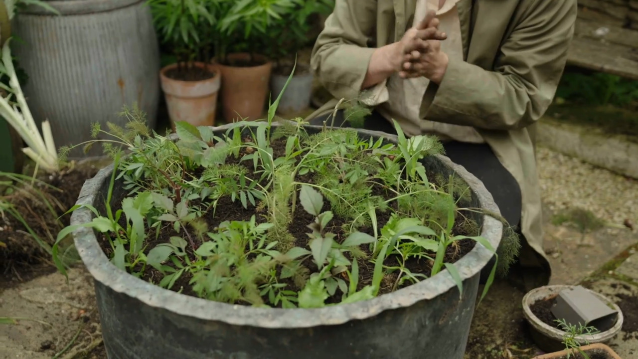 Planting the big copper up for summer - part 3