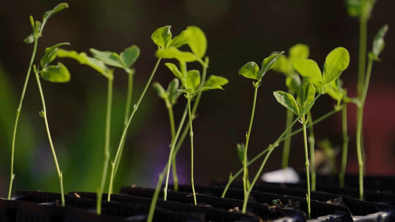 Pinching out sweet pea seedlings