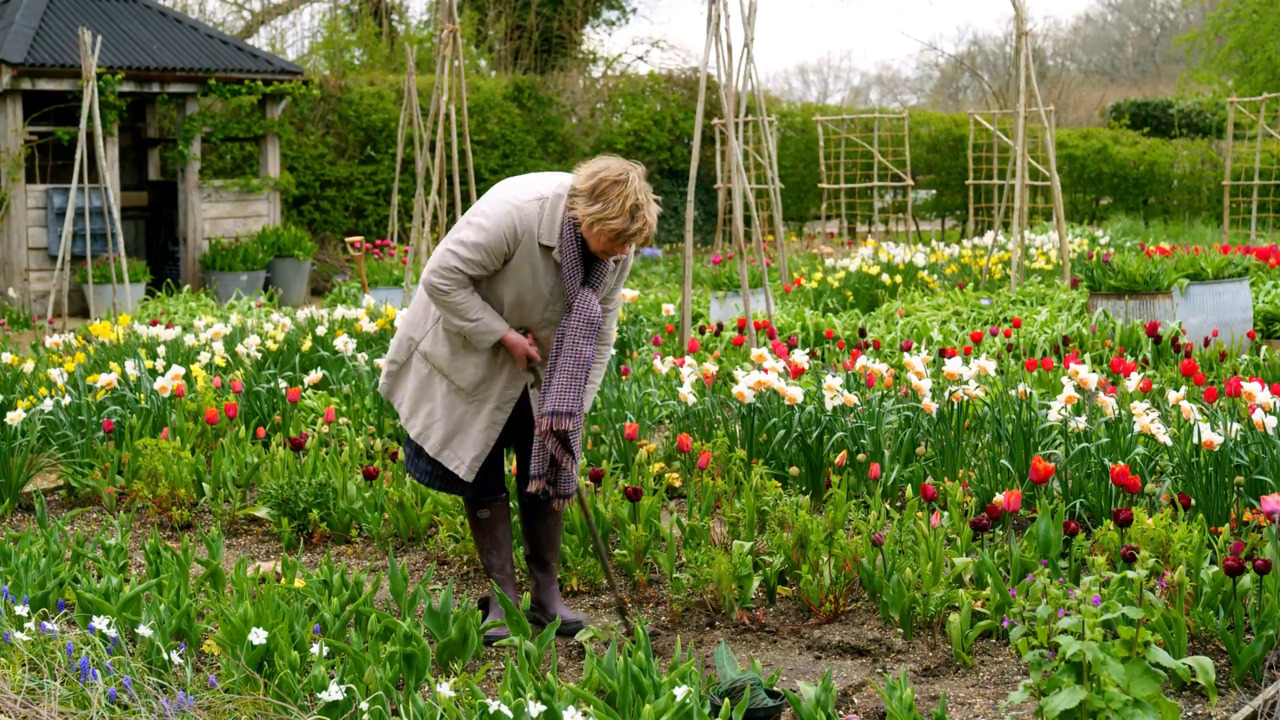 Building a teepee for sweet peas