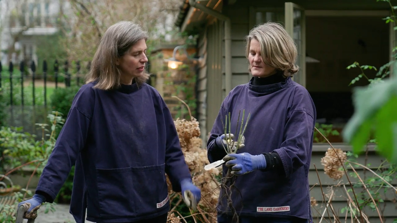 Planting a bare root rose