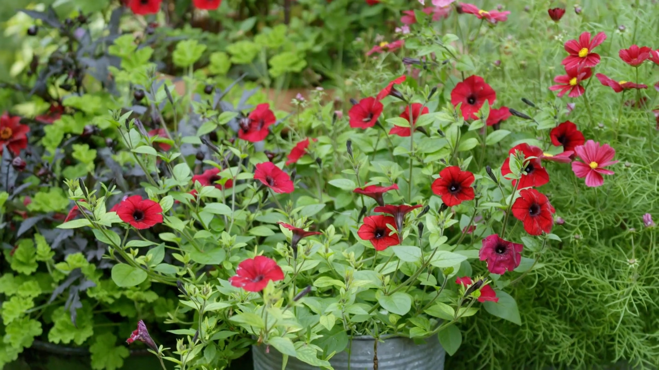 Dark and rich pot recipes