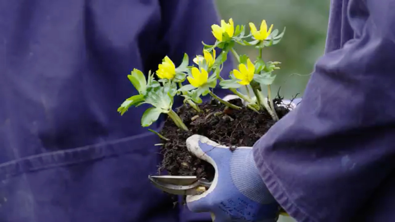 Bringing winter flowers inside - Part 3: Aconites and snowdrops