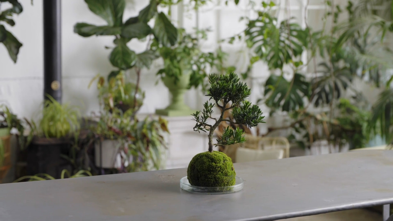 Kokedama