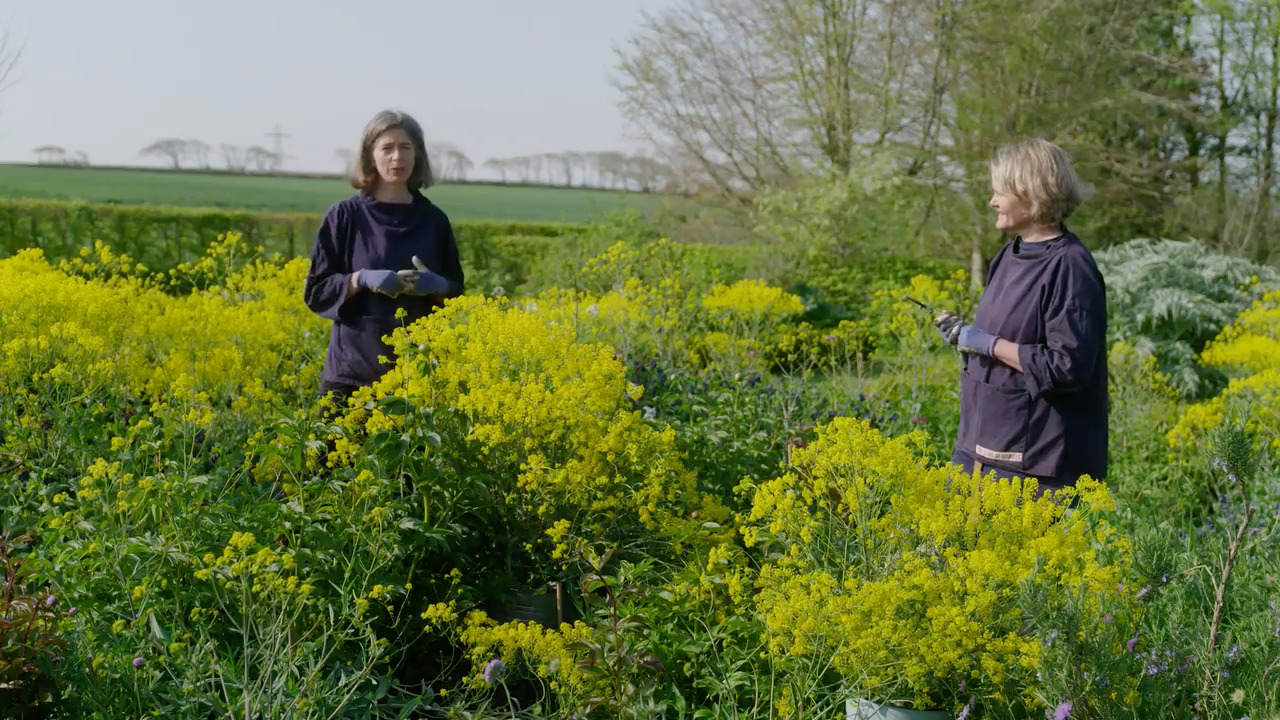 Cutting from the garden in spring - Part 1: Woad, scabious, hesperis and cerinthe