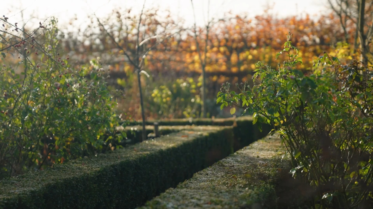 Pruning a shrub rose - part 1: The principles of pruning