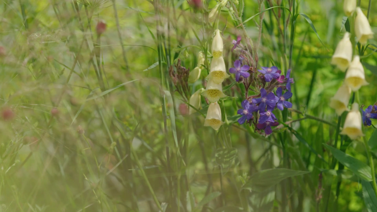 Sowing hardy annuals - Anchusa