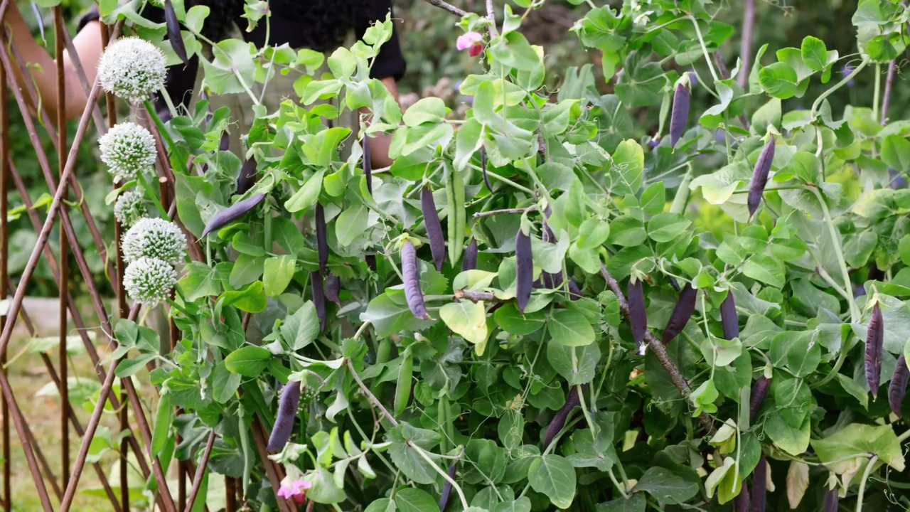 Supporting the growth of your plants